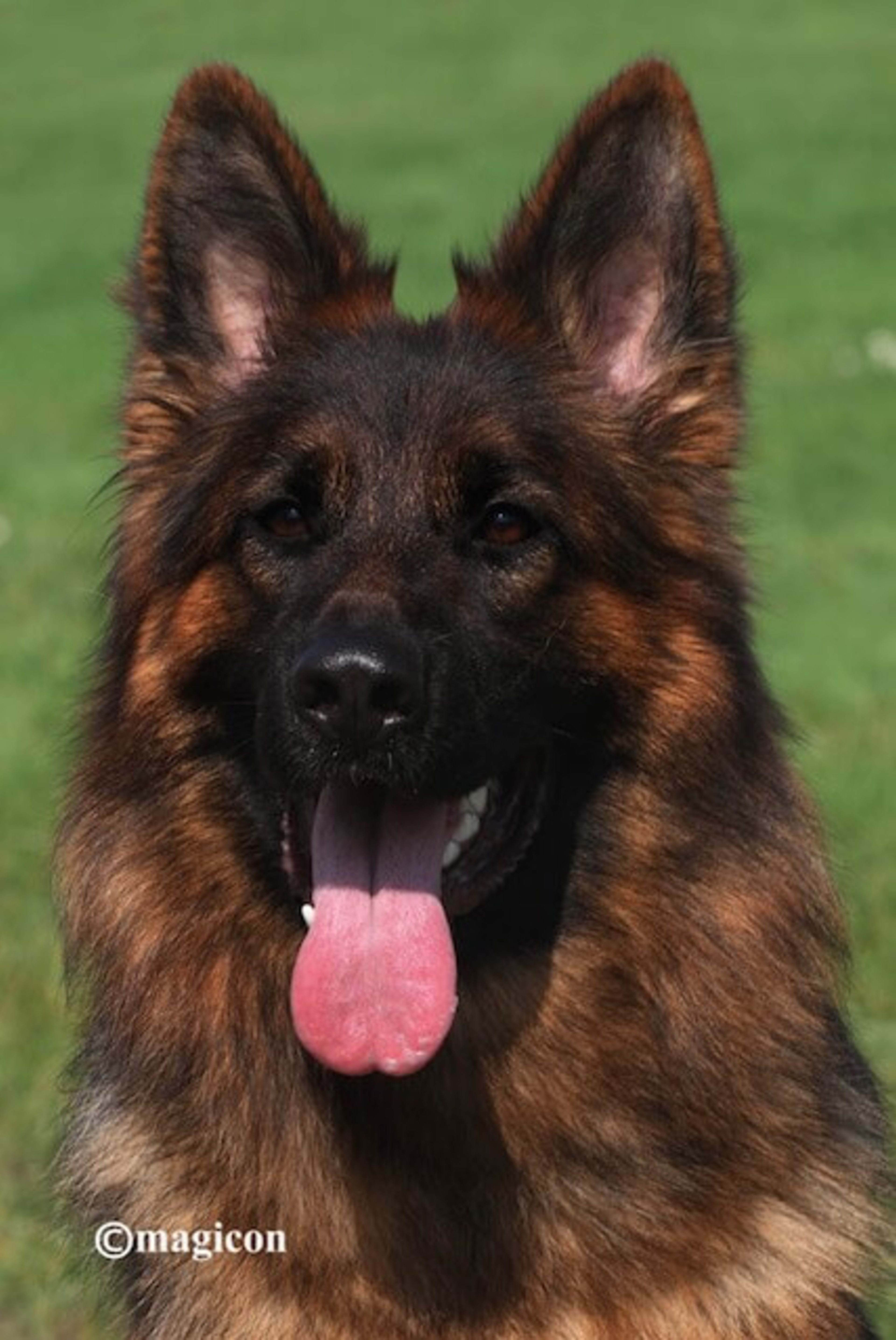 bali dire german shepherd face image