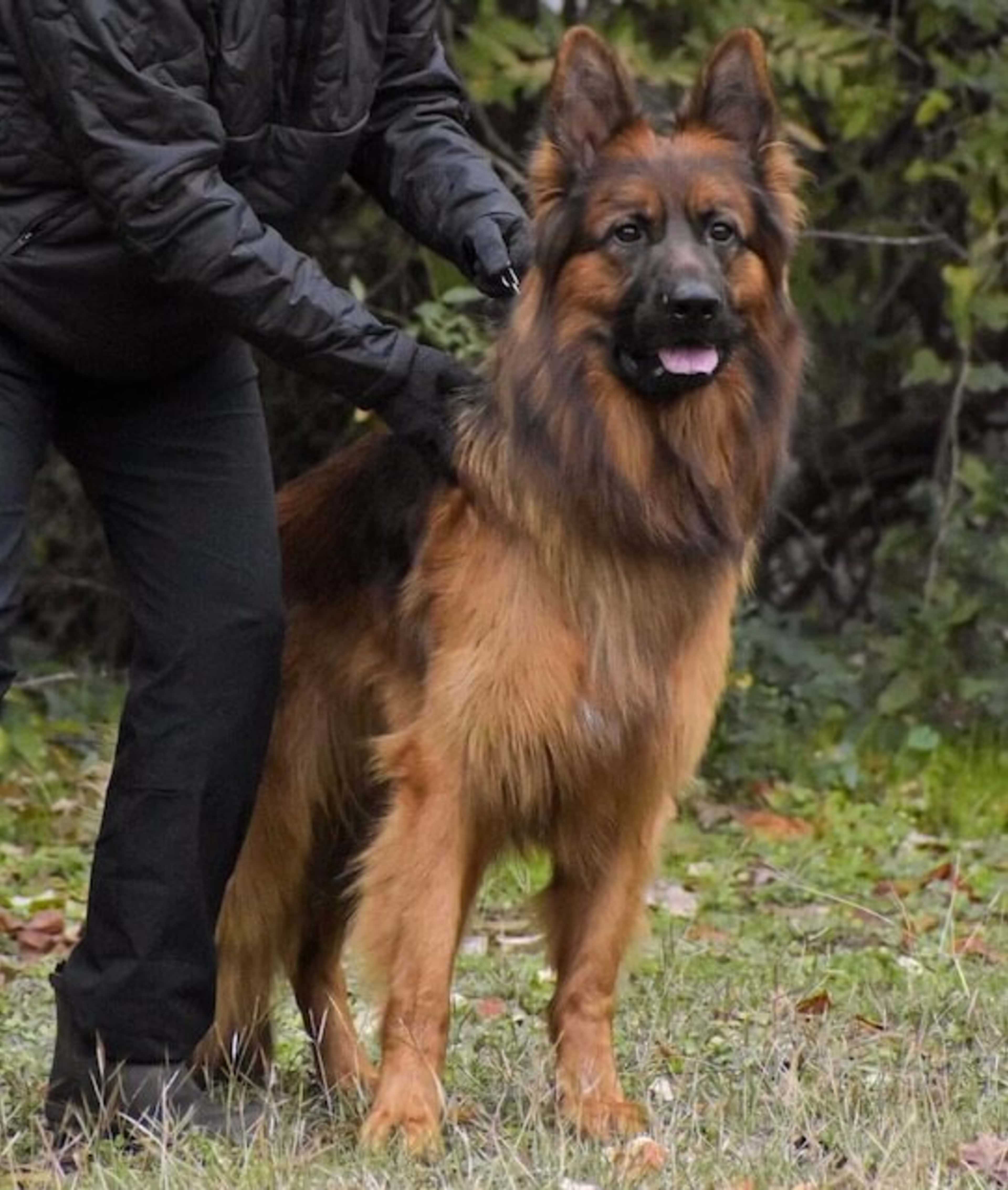 Izak vom Haus Kaiser german shepherd held