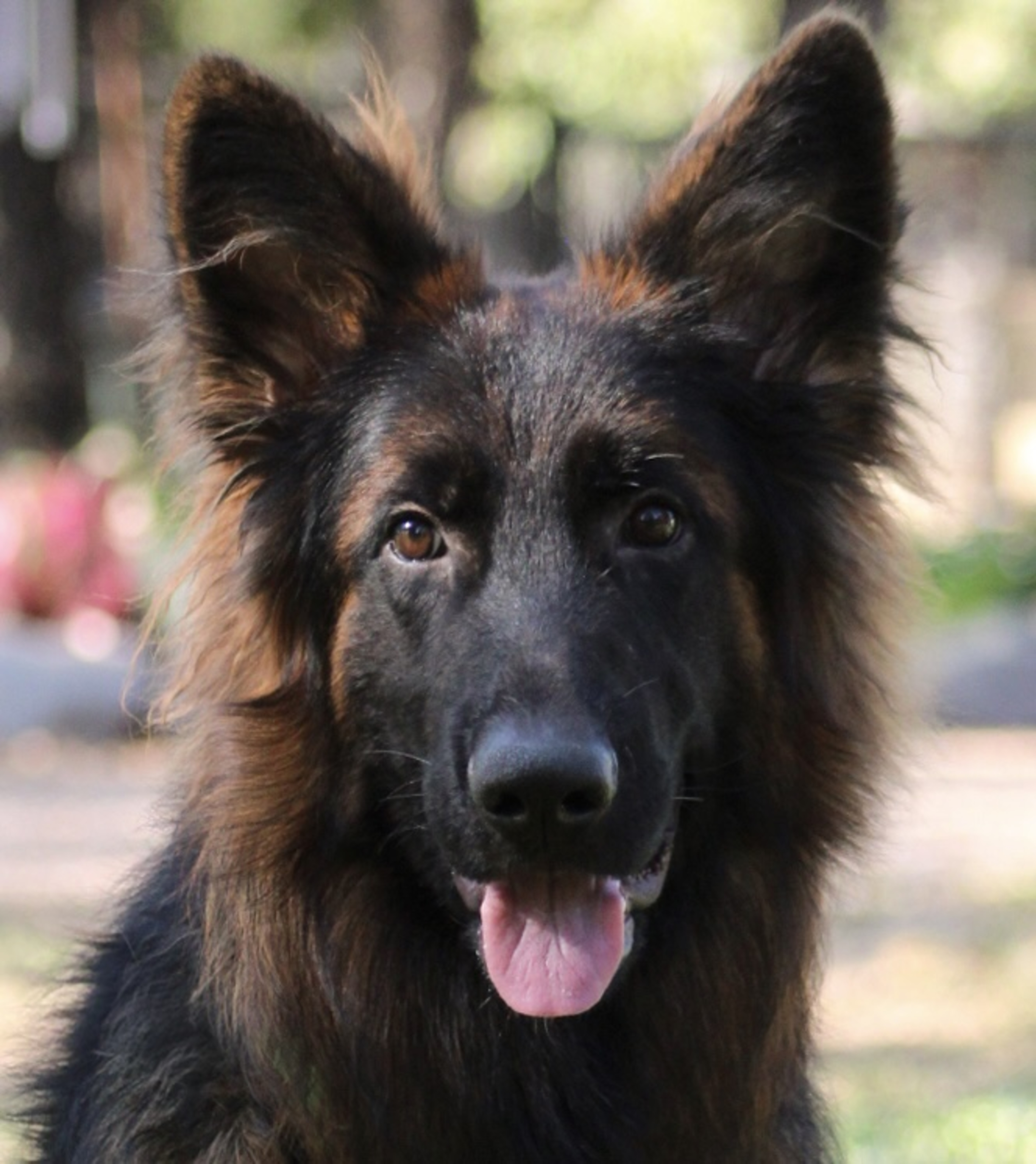 Romulus