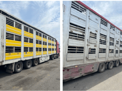 Россельхознадзор по Дагестану пресек попытку незаконного вывоза животных через границу