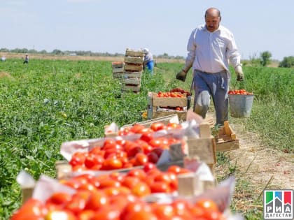 Агрономы Дагестана приглашаются на работу в Калужскую область