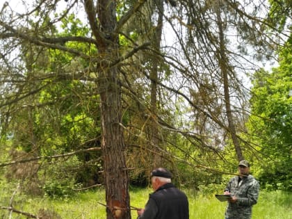 В 2022 ГОДУ В ЛЕСАХ ДАГЕСТАНА ЛЕСОПАТОЛОГИЧЕСКИЕ ОБСЛЕДОВАНИЯ ПРОВЕДЕНЫ НА ПЛОЩАДИ 6000 ГЕКТАРОВ