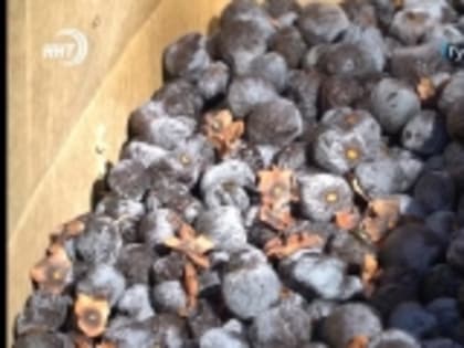 Черная хурма – черное золото Гумбета