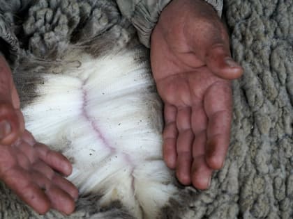 Горное руно. Дагестанское волокно проверят на качество