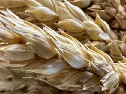 В 2023г Дагестан увеличил перевалку зерна в Иран на 1,4 раза