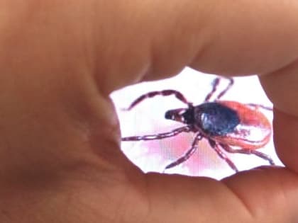 Смертельный укус