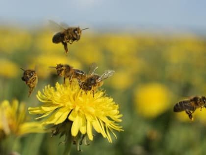 Маркировка дошла до пчел