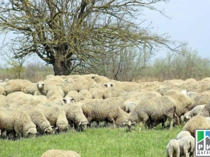 Ингушетия намерена закупать овец из Дагестана