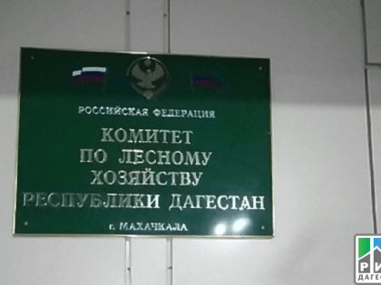 Правоохранительные органы провели выемку документов в Комитете по лесному хозяйству РД