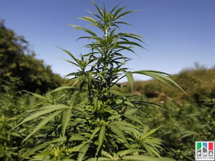 В России могут разрешить выращивание наркосодержащих растений для медицинских целей