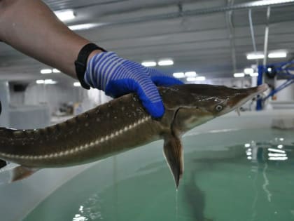 Дагестан в 2023 году незначительно увеличил производство осетровых