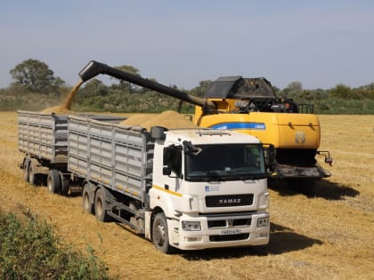 Урожай риса в Дагестане уже превысил 120 тысяч тонн