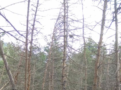 Специалисты Центра защиты леса Республики Дагестан подвели итоги работ по выборочным наземным наблюдениям за санитарным и лесопатологическим состоянием лесов