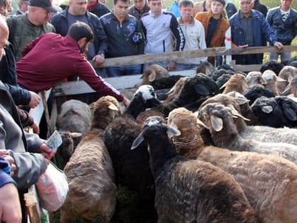 В Бабаюртовском районе отпраздновали Курбан-байрам