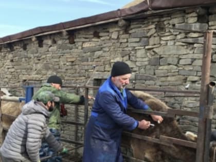 В Дагестане для вакцинации животных используют отечественные препараты