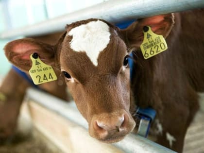 МКУ «Управление сельского хозяйства» Казбековского района доводит до сведения населения информацию о необходимости обязательной идентификации животных