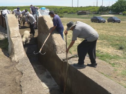 В Дагестане на летние пастбища планируется перегнать 1,3 млн овец