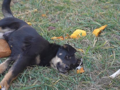 Рейд по отлову безнадзорных собак провели в Дербенте