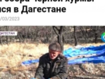 Телеканал «Мир» показал сюжет о черном золоте Гумбета – хурме