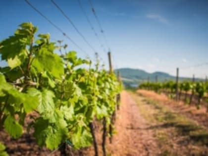 Четыре крупных хозяйства Дагестана из-за непогоды снизили сбор винограда