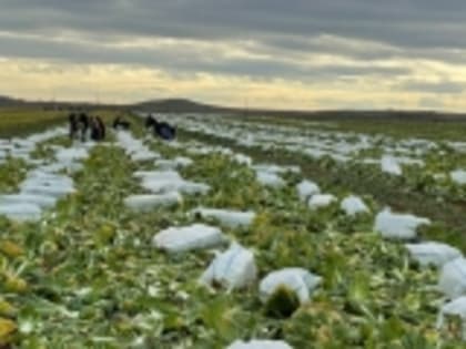На юге Дагестана начался сбор урожая пекинской капусты