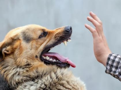 В связи с неблагополучной ситуацией по укусам животных, рассмотрено Представление Прокуратуры в администрации г. Махачкалы