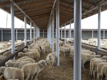 Дагестан ожидает федеральные субсидии на агропромышленный комплекс