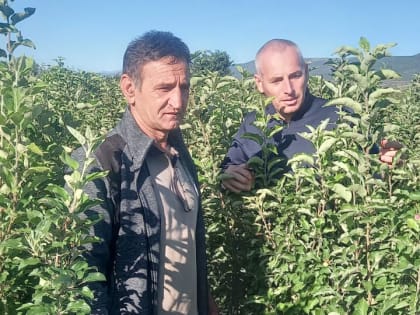 Представитель Россельхозцентра Дагестана проверил саженцы плодовых деревьев в крупных хозяйствах