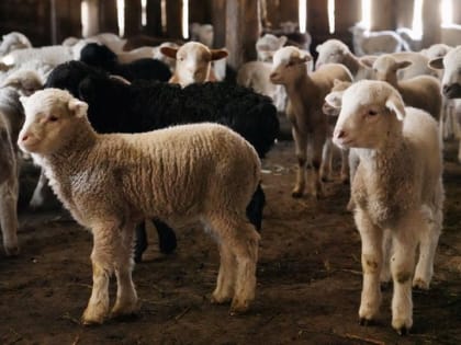Поголовье овец и коз в Дагестане приближается к 5,8 млн