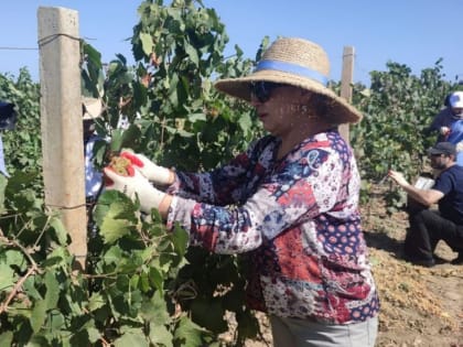 Государство потратит почти 680 млн рублей на развитие виноградников в Дагестане