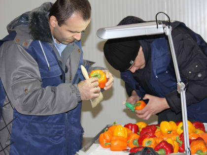На прилавки рынков Дагестана могли попасть зараженные томаты, картофель и перец