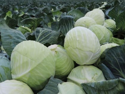 Аграрии Дагестана собрали около 700 тысяч тонн овощей открытого грунта