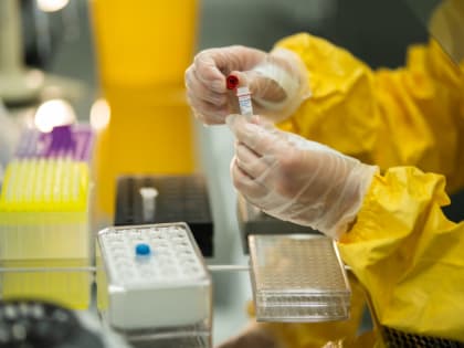 Россельхознадзор не выявил грипп птиц и другие инфекционные заболевания у погибших на побережье Каспийского моря тюленей