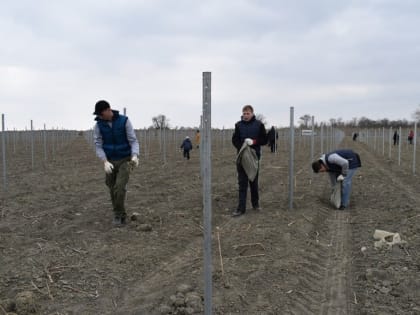 Воспитанники кизлярской воскресной школы провели субботник на епархиальных виноградниках