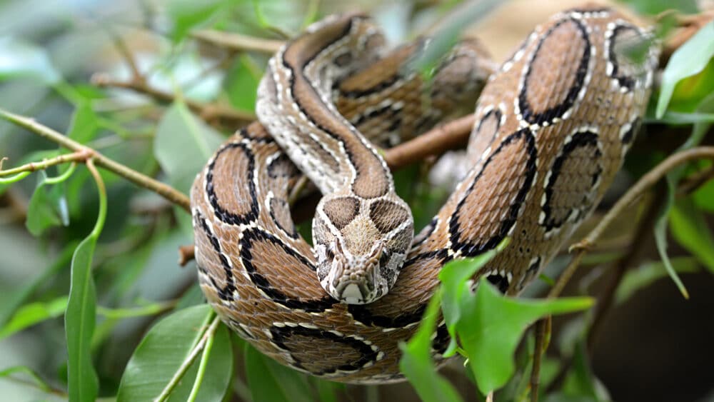 Shutterstock/jaroslava V