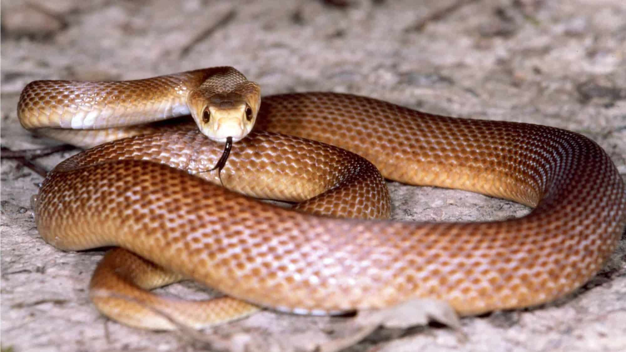 Sumber gambar: AZ Animals
