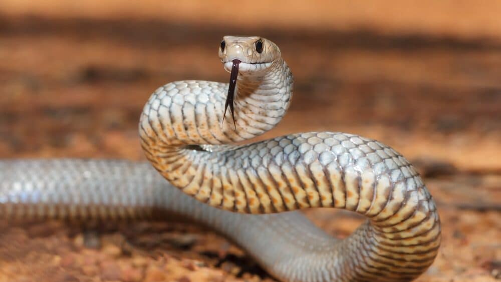 Shutterstock/Ken Griffiths