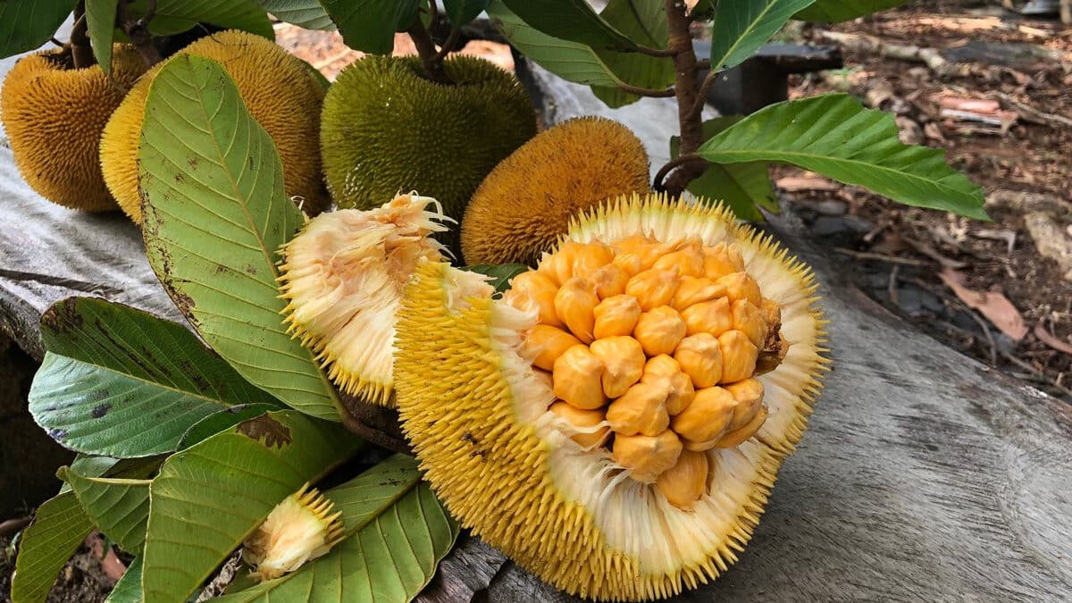 Sumber gambar: Good News From Indonesia