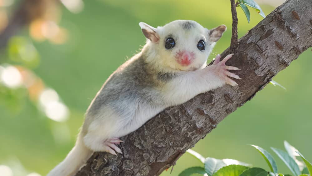 Shutterstock/Praisaeng