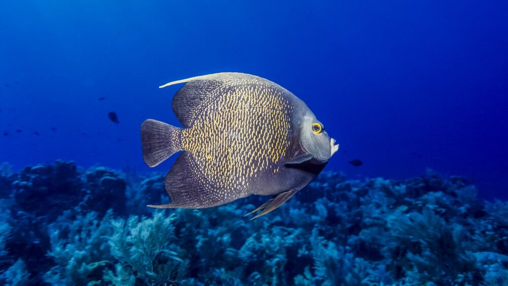 Shutterstock/John A. Anderson