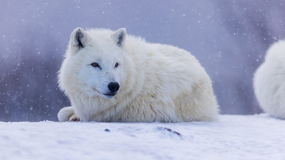 Shutterstock/Michal Ninger
