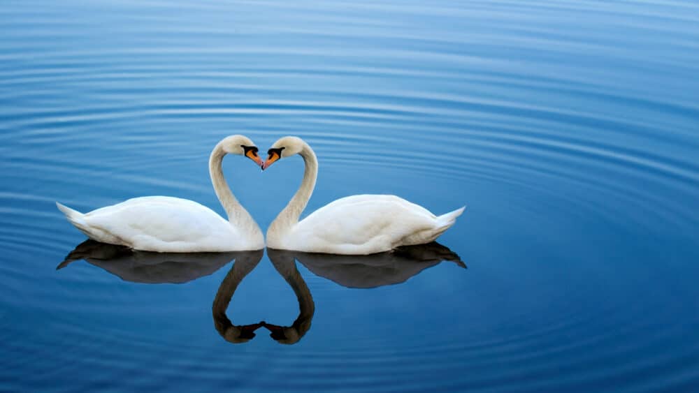 Shutterstock/ysuel