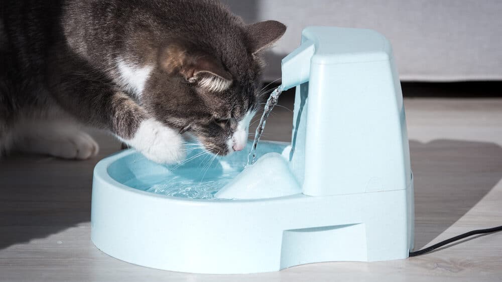 Shutterstock/Creative Cat Studio
