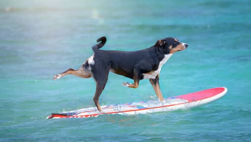 dog surfing on a surfboard at the ocean shore, Appenzeller Mountain Dog