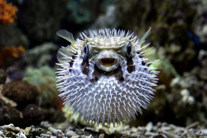 Gambar ikan buntal/Foto: Kompas