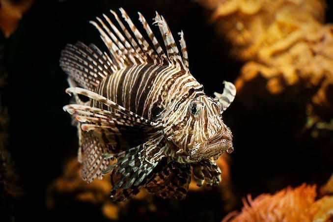 Lion fish/Foto: Invasive Species Blog