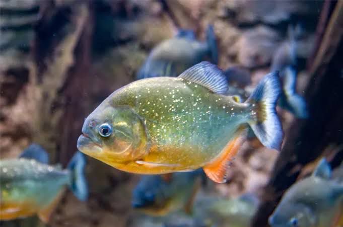 Ikan piranha/Foto: Halodoc