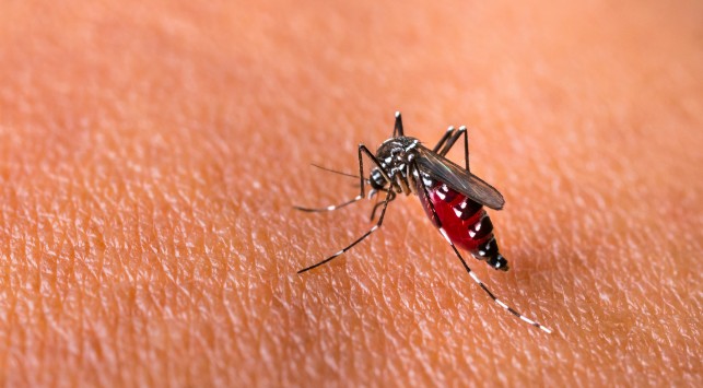 Ilustrasi Gigitan Nyamuk Aedes Aegypti Penyebab Penyakit DBD/Foto:Freepik