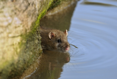 Ilutrasi Tikut Saat Musim Hujan Penyebab Penyakit Leptospirosis/Foto:Freepik