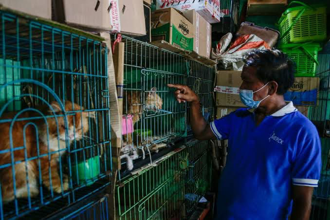 Aneka Varian Hewan di Pasar Barito/Foto: Sindonews.com
